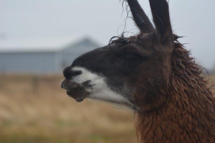 Alpaca and Llama Farm Tour