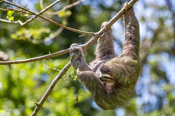 Veragua Zipline & Tortuguero Canal Boat Tour. Puerto Limon kystudflugt