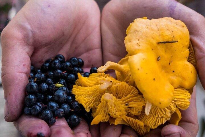 Tour di raccolta di frutti di bosco e funghi selvatici