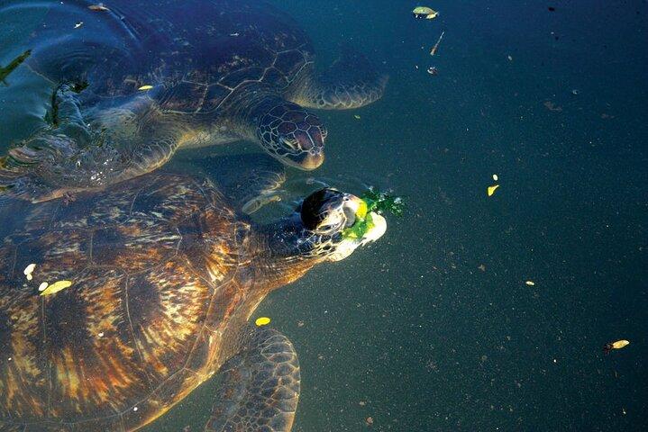 乗馬 + ヌングイ ビーチの水族館でウミガメと一緒に泳ぐ
