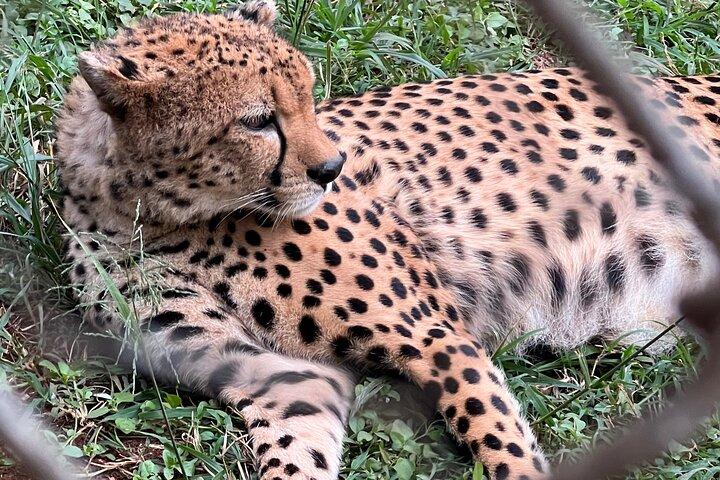 6-Hour Private Safari Tour in Nairobi