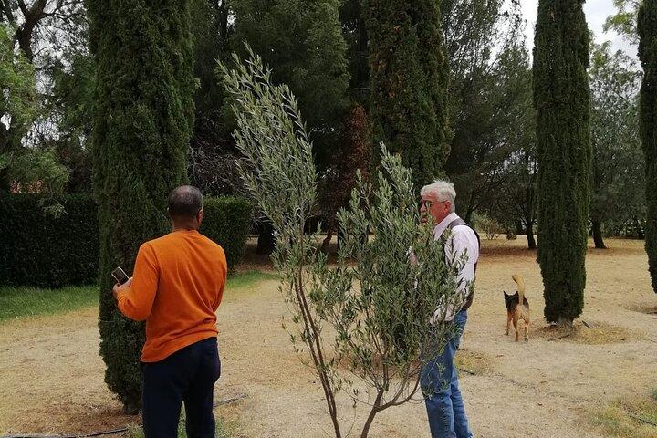 Visite du matin et dégustation de produits oléicoles