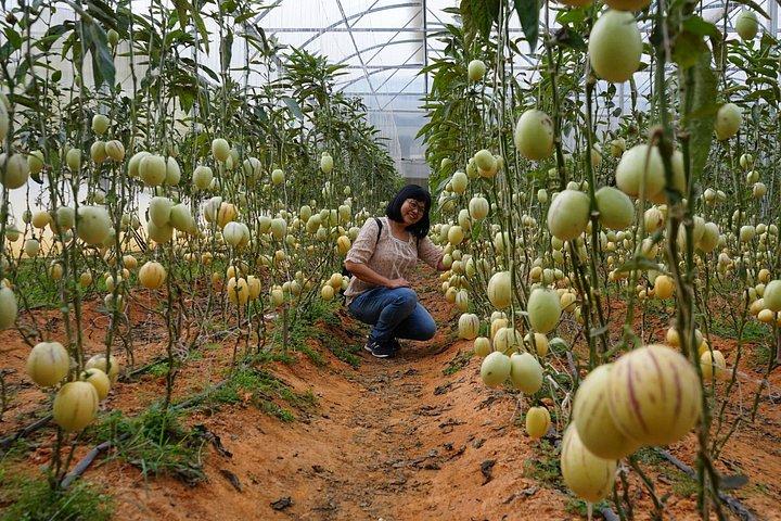 VIP Private Tour in Dalat City and Waterfall