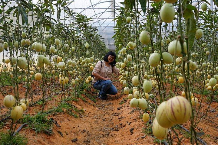 Pacchetto Tour privato Dalat in 2 giorni
