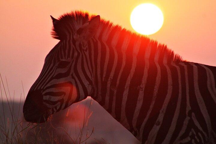3-daagse Kruger National Park-tour