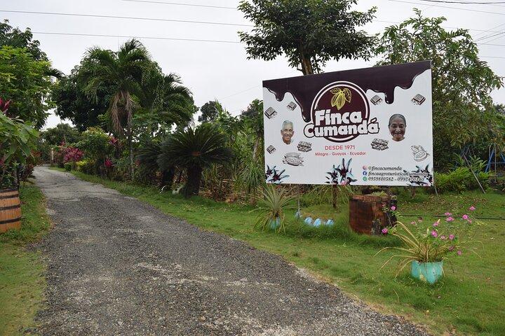 Half day on a Cocoa farm - For Seniors