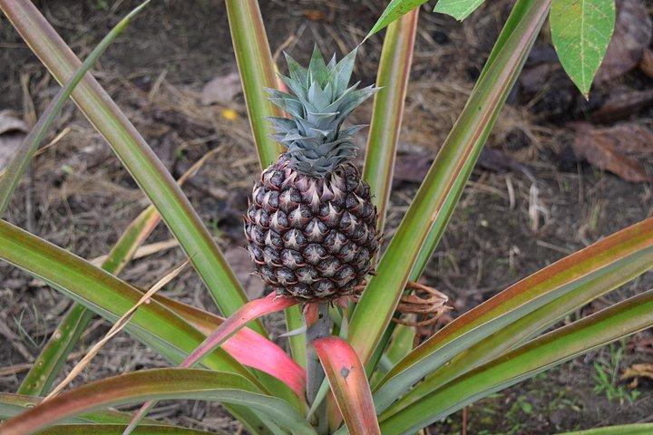 Half day on a Cocoa farm - For Seniors