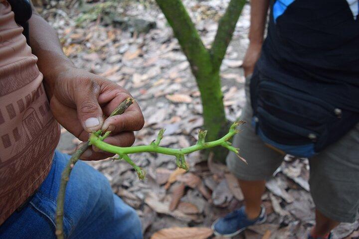 Half day on a Cocoa farm - For Seniors