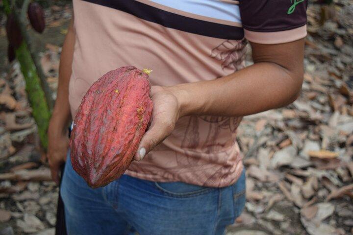 Half day on a Cocoa farm - For Seniors