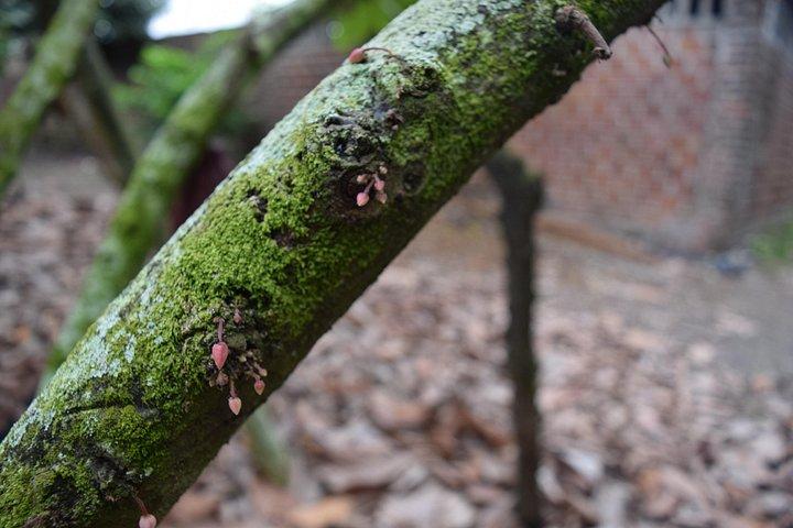 Half day on a Cocoa farm - For Seniors
