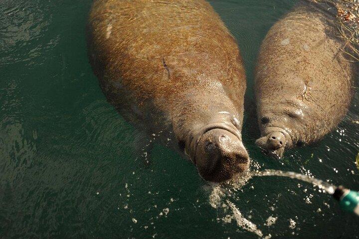 Miami Small Group Bootstour: Geschichte, Tierwelt und Stiltsville