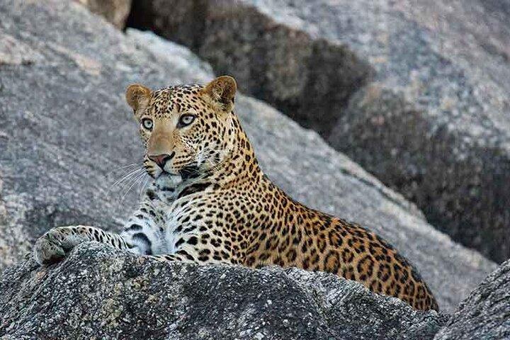 Safari in jeep leopardo di Ranakpur