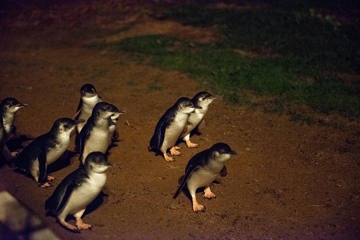 メルボルン発フィリップ島ペンギンパレード＆野生動物ツアー