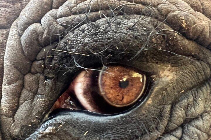 Bush Babies & Monkey Sanctuary and Elephants walk Private