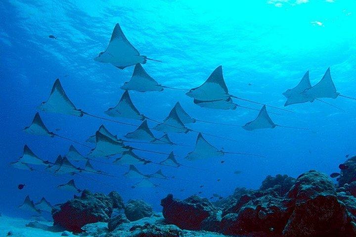 ヌサ ペニダ エクスペリエンスでマンタとシュノーケリング (オールインクルーシブ)