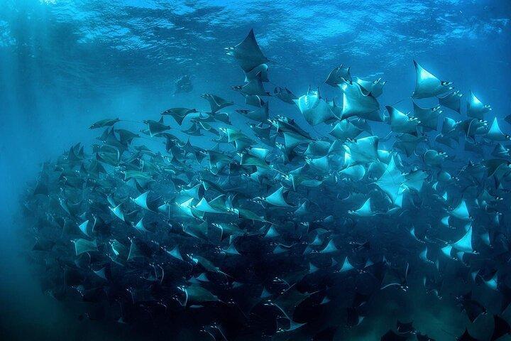 Mobula Ray Snorkeling con foto incluse