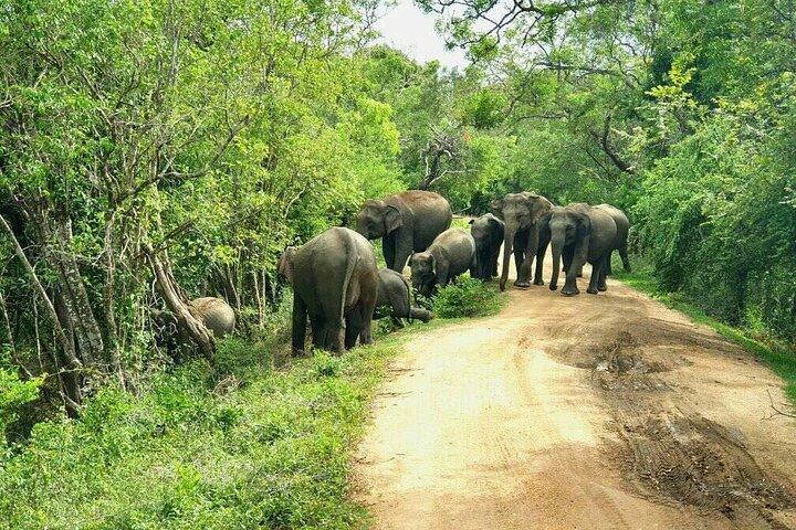 Tour dello Sri Lanka con Guida Autista (Guida Autista in Sri Lanka)