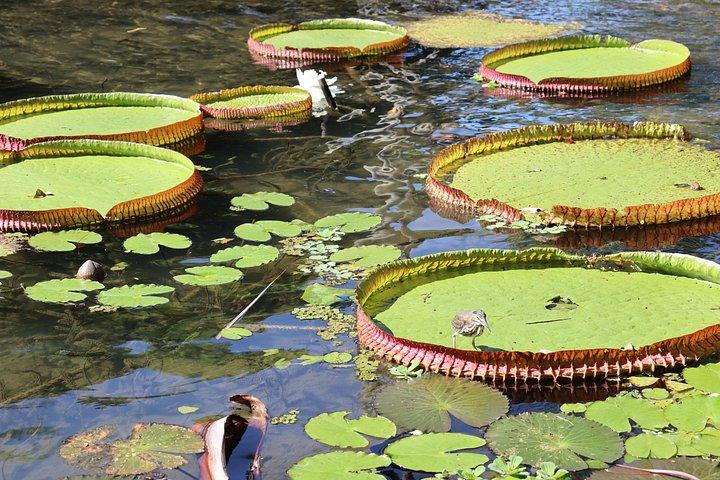 中国の景色を望むチジュカの森、カスカティーニャ・タウナイ、ホルトの滝、パルケ・ラジェ