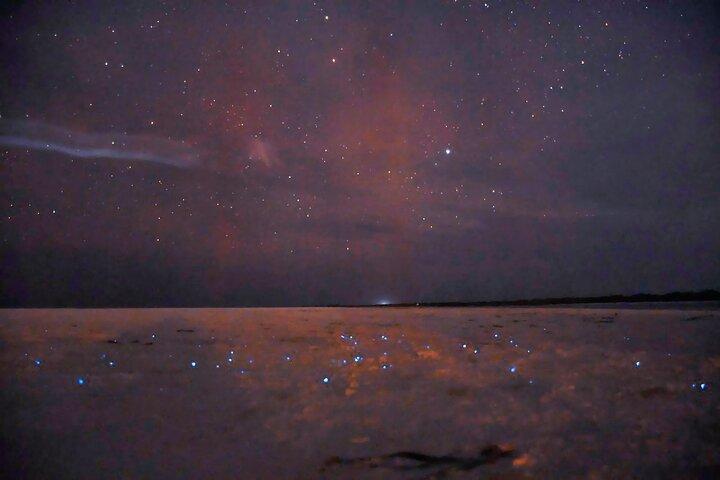 Magic Night of Stargazing and Bioluminescence