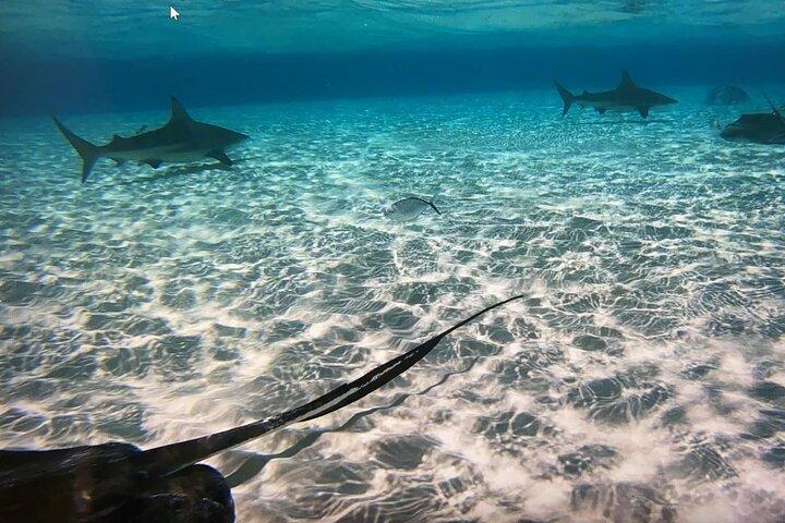 Privat halvdags charter til Stingray City, Starfish Point og snorkeltur