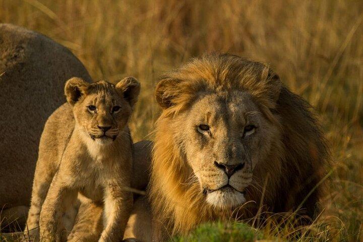 Tour guidato di 15 giorni all inclusive di Sibuya Wilderness