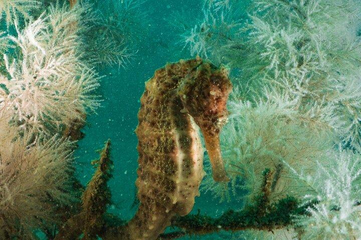 認定スキューバ ダイバーのためのフジャイラのサンゴ礁へのダイビング旅行