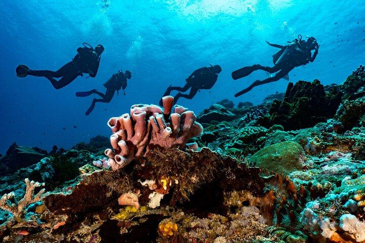 Full-Day Discover Scuba Diving Tour voor beginners in Tulamben