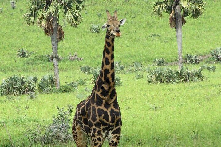 15 dages Uganda klassisk safari