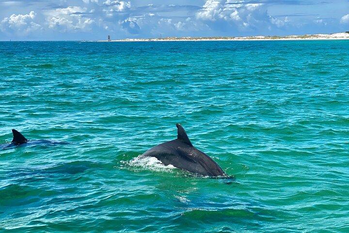 Frisky Mermaid Dolphin Cruise com uma parada de praia isolada