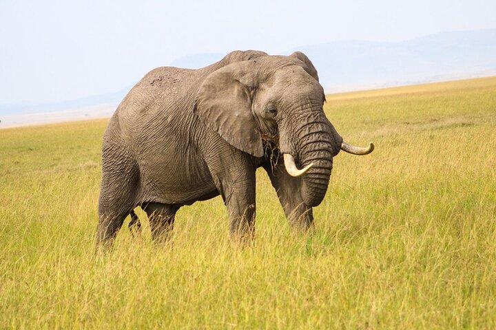 Masai Mara daglige spil drev
