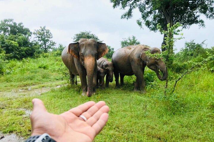 Heldagstur till Sigiriya, Dambulla och jeepsafari från Colombo