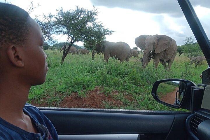 Ganztägige ultimative Pilanesberg Nationalpark Safari von Johannesburg oder Pretoria
