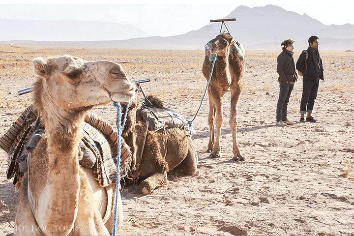 Desert Agafay Dinner Show and Camel Ride with Magical view