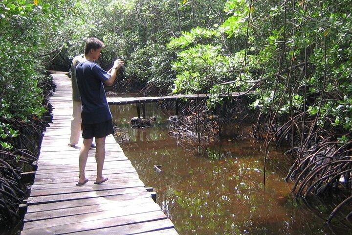 Private Full-Day: Dolphin & Monkey Jungle Adventure