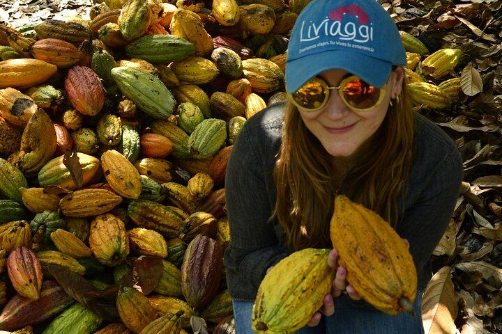 Tour del Cacao Coffee Region, una experiencia alrededor del cacao