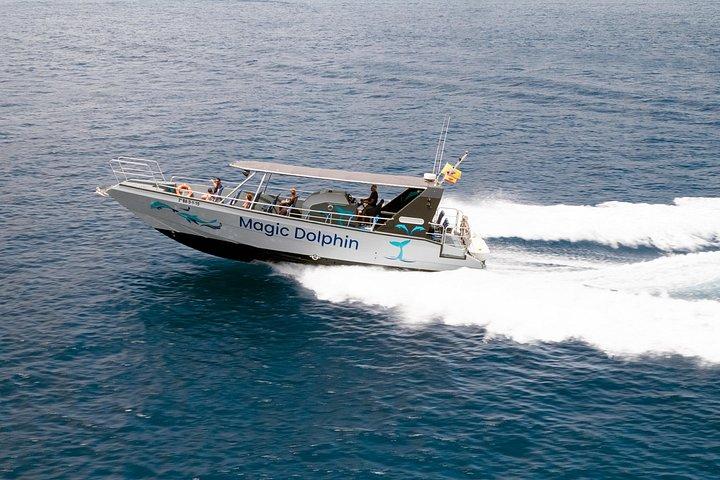 フェルテベントゥラ島での 2 時間のイルカ ウォッチング体験