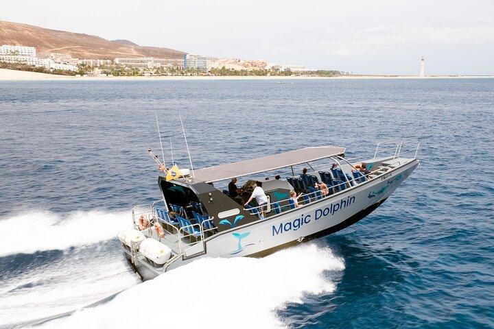 2-timers delfinsafari på Fuerteventura