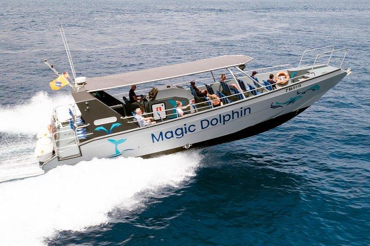 フェルテベントゥラ島での 2 時間のイルカ ウォッチング体験