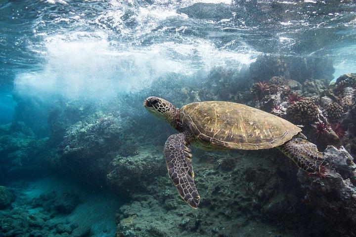 Maui Beach Parks Self-Guided Driving Tour