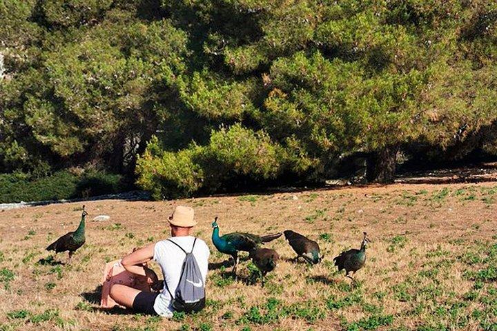島と国立公園の日帰りクルーズに立ち寄り、ランチドリンク付き