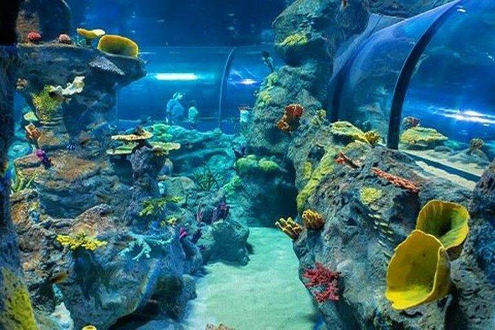 ポートルイスのモーリシャス オデュッセオ水族館