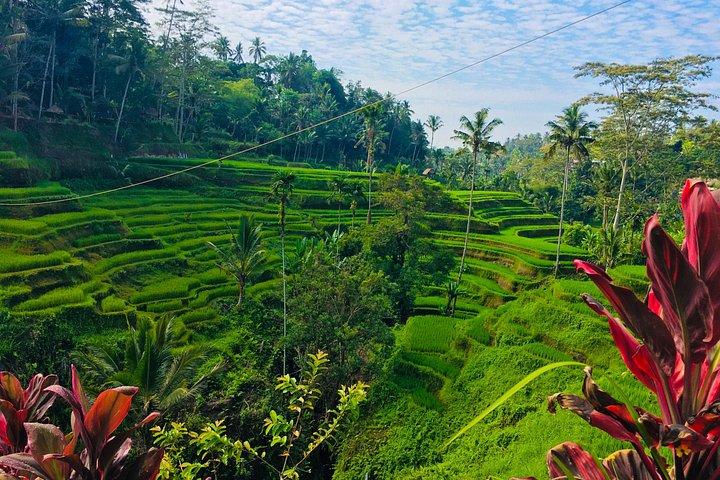 Melhor passeio em Ubud
