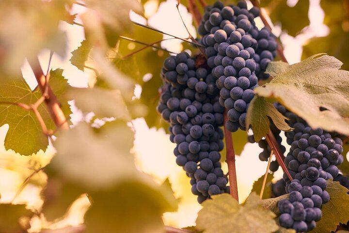Winery tour and wine tasting of organic Chianti wines and extra virgin oil