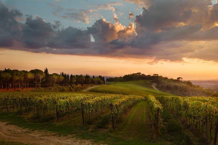 Winery tour and wine tasting of organic Chianti wines and extra virgin oil