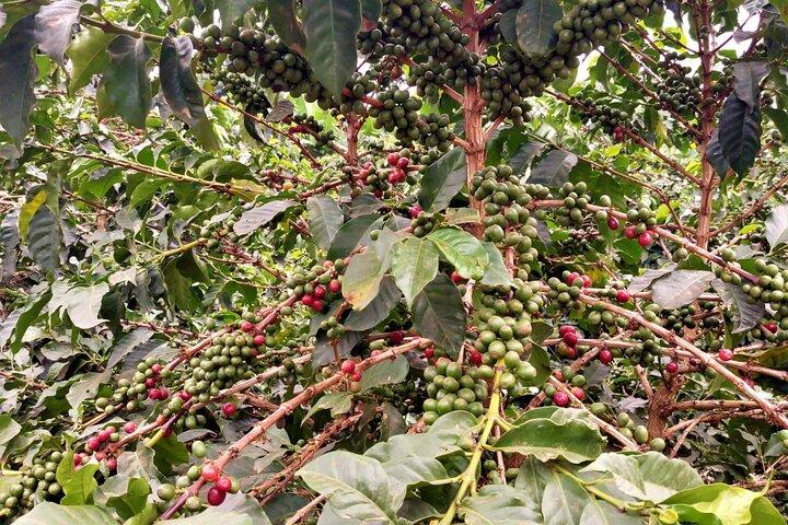 Coffee Factory Tour privato da Nairobi.