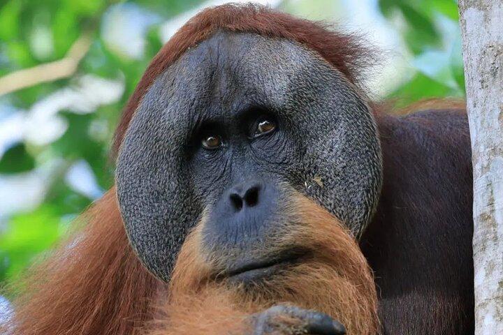 2 dage 1 nat i JUNGLEN Mount Leuser (se ORANGUTAN)