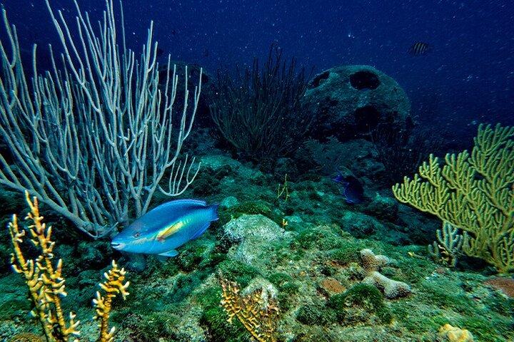 Mergulho em Puerto Plata