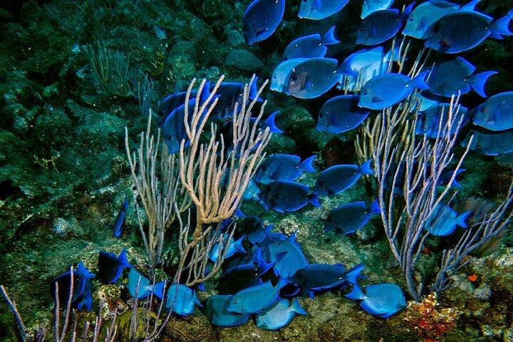 Mergulho em Puerto Plata
