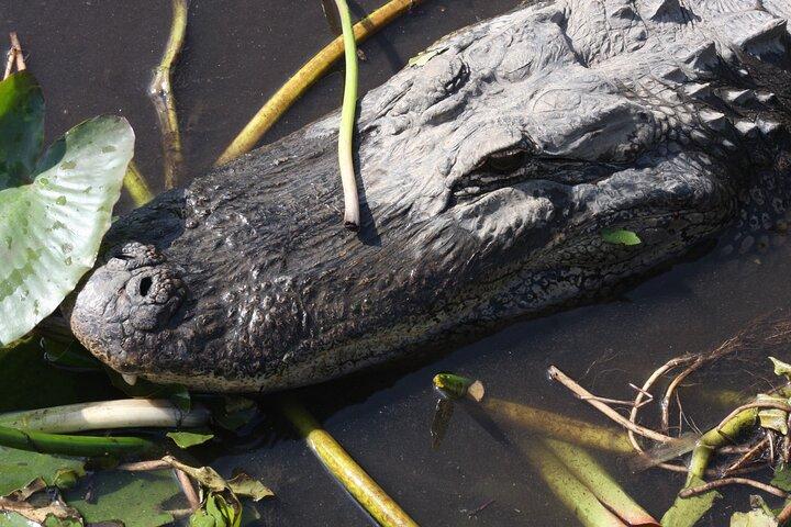 Everglades Day Safari fra Miami