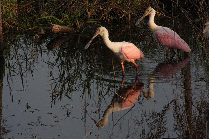 Everglades Day Safari fra Miami